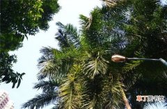 【棕榈树】棕榈树的介绍有哪些？
