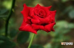 【玫瑰】盆栽玫瑰花的种植方法有哪些？
