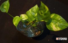 【绿萝】水培新生绿萝的换水要点有哪些？