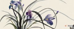 【特点】惠兰出荷瓣花的特点 惠兰出荷瓣花的特点是什么