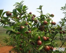 【茶】怎么种好油茶树？油茶树种植技术介绍有哪些？