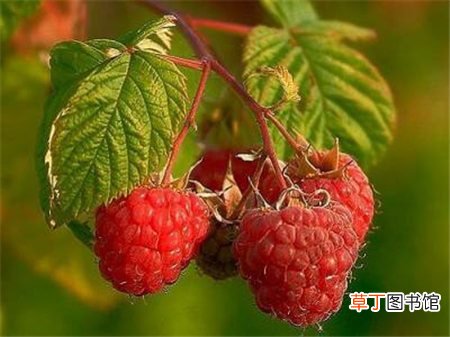 【树莓】空心泡和树莓的区别