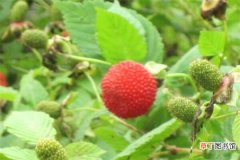 【树莓】空心泡和树莓的区别