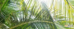 【养殖方法】夏威夷椰子的养殖方法和注意事项 夏威夷椰子养殖方法和注意事