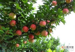 【苹果】苹果采收前有哪些农药不能用？