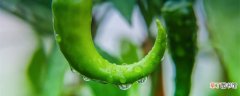 【施肥】辣椒尿素的施肥方法 辣椒可以施尿素肥吗