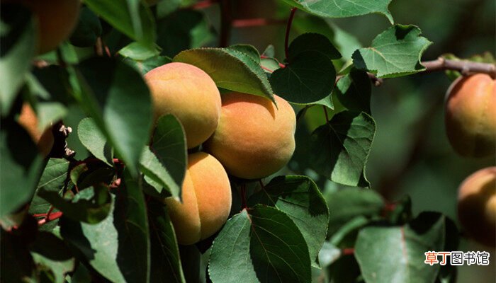 【桃树】郑州果树所桃树新品种 桃树新品种有哪些