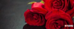 【玫瑰花】玫瑰花的数量代表什么意思 玫瑰花的数量代表什么意思呢