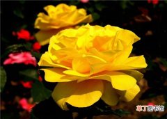 【花】蔷薇花的养殖方法有哪些？