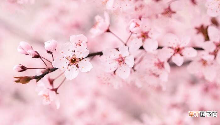 【月份】樱花几月份开 樱花什么时候开