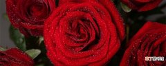 【寓意】玫瑰花的寓意和象征 玫瑰花的寓意和象征是什么
