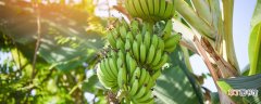 【香蕉树】香蕉树是一年一种吗 香蕉树是一次性的吗
