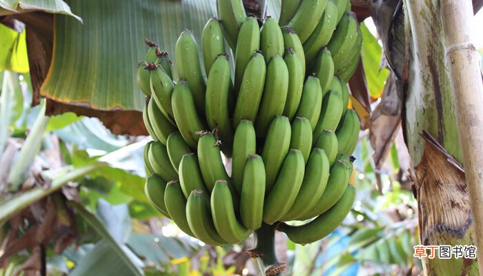 【香蕉树】香蕉树是一年一种吗 香蕉树是一次性的吗