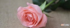 【玫瑰】粉玫瑰代表什么意思