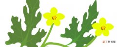 【花】西瓜雌花能开几天 西瓜雌花能开几天花