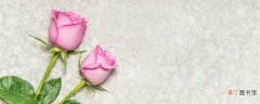 【粉玫瑰】粉玫瑰代表什么意思 粉玫瑰代表什么意思呢