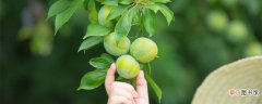 【肥料】果树增甜用什么肥料 果树用什么肥料比较甜