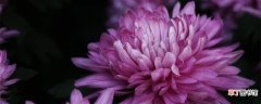 【紫色】送人紫色菊花寓意是什么 菊花的传说