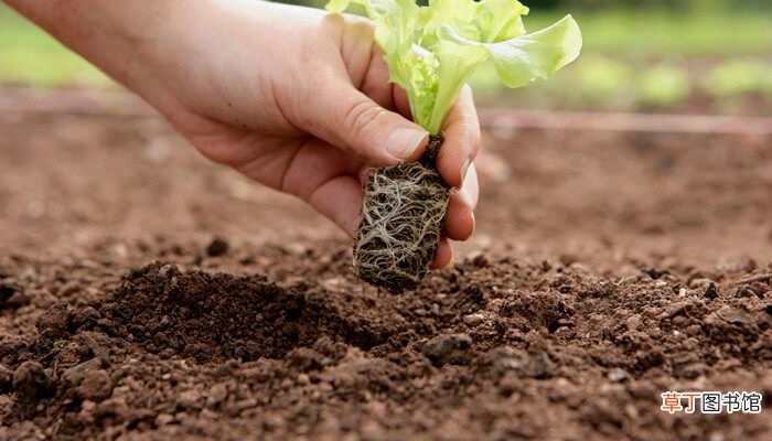 【生长】促进植物根系生长的方法 植物根系的状态