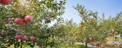【多】苹果树波尔多液的配制方法 波尔多液适用哪些果树