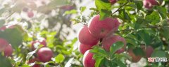 【月份】苹果树6月份施什么肥 苹果树6月份施什么肥呢