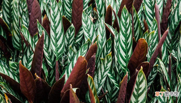 【养殖方法】斑叶竹芋的养殖方法 斑叶竹芋如何养护