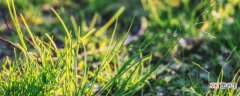 【水生植物】旱伞草是水生植物吗 旱伞草的别名