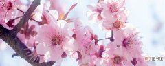 【病虫害】桃树病虫害防治 桃树的养护