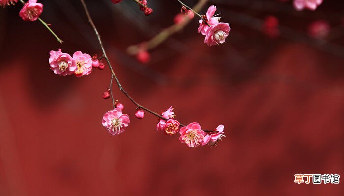 【花】武汉市花是什么 武汉市花是什么花