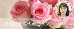 【玫瑰花】1朵玫瑰花代表的含义