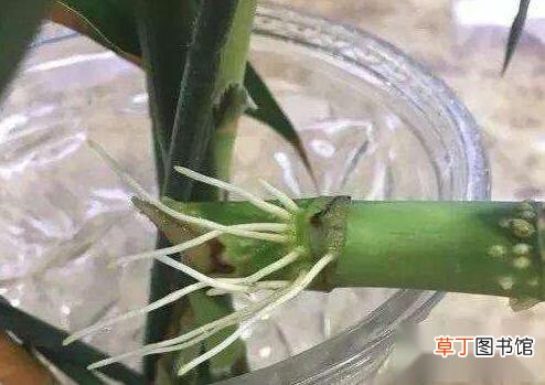 【富贵竹】用什么样的水栽培富贵竹好