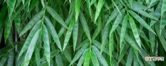 【竹子】家养竹子叶子发黄的原因 家养竹子叶子发黄是怎么回事