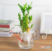 【花】富贵竹可以用懒人花盆来养吗
