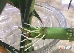 【富贵竹】水培富贵竹的方法和技巧