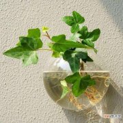 【植物】水培植物可以用尿素吗