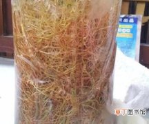 【生根】养一年富贵竹根系长满需重新生根吗