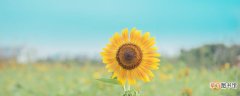 【种子】太阳花种子种植方法和注意事项 太阳花种子的种植方法和注意事项