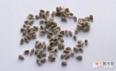 【花】棉花的种子育苗技术介绍有哪些？