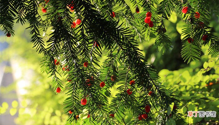 【植物】红豆杉是几级保护植物 红豆杉几级保护植物
