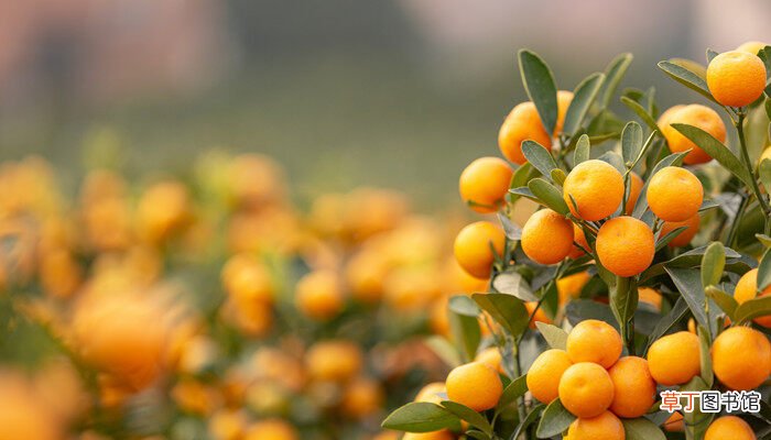 【养殖方法】金桔树的养殖方法 金桔树的养殖方法是什么