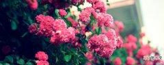 【月季】蔷薇和木香和月季区别有哪些？