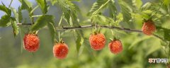 【覆盆子】树莓和覆盆子的区别 树莓与覆盆子是同一种植物吗