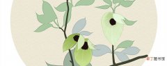 【植物】中国鸽子树是什么植物 中国鸽子树是什么