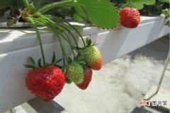 【水培】草莓可以水培吗