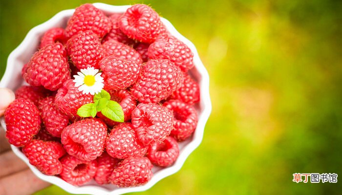 【覆盆子】树莓和覆盆子怎么区分 树莓和覆盆子怎么区分呢