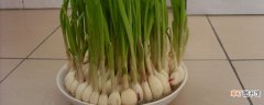 【水培】大蒜的水培方法和注意事项