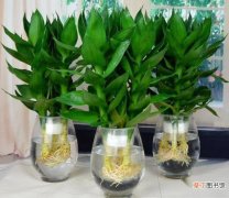 【水培】冬季养水培富贵竹的要点