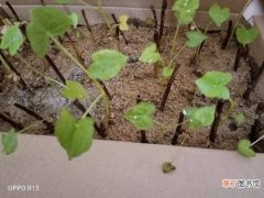 【植物】水培出来的植物苗移植的时候可以直接用河沙吗