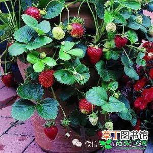 【盆栽】草莓小盆栽养殖方法有哪些？