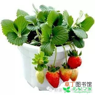 【盆栽】草莓小盆栽养殖方法有哪些？